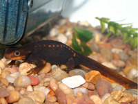 : Tylototriton verrucosus; Himalayan Newt