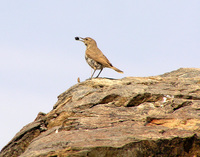 : Salpinctes obsoletus; Rock Wren