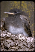 : Sayornis nigricans; Black Phoebe