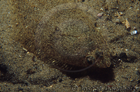 : Citharichthys stigmaeus; Speckled Sanddab