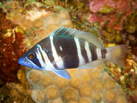 : Hypoplectrus unicolor; Indigo Hamlet