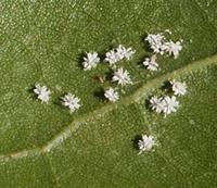 : Aleuroplatus coronatus; Crown Whitefly;