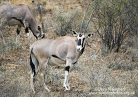 : Oryx gazella ssp. beisa; Beisa Oryx