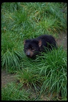 : Sarcophilus harrisii; Tasmanian Devil