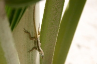 : Anolis krugi; Olive Bush Anole