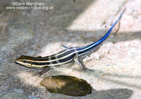 : Mabuya quimquetaniata; Five-lined Skink