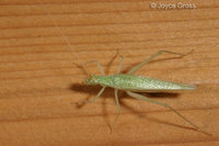 : Oecanthus sp.; Tree Cricket