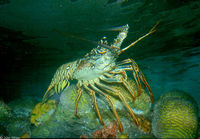 : Panulirus argus; Spiny Lobster