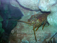 : Panulirus interruptus; California Rock Lobster