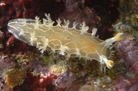 : Tritonia festiva; Diamondback Tritonia