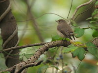 Ficedula parva Red-breasted Flycatcher オジロビタキ