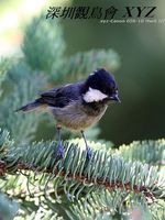 Parus rubidiventris Rufous-vented Tit 黑冠山雀 088-058