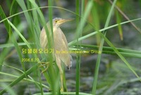 덤불해오라기Little Bittern