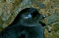 picture of Aethia Pygmaea Whiskered Auklet