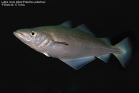 Lubbe, lyssej, blåsej (Pollachius pollachius)