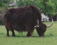 야크 Bos mutus Yaks