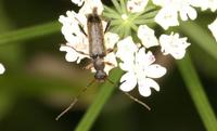 Grammoptera ruficornis