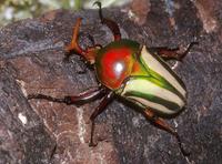 Eudicella gralli mechowi