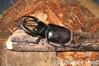Chalcosoma caucasus