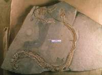 Figure 2: Eupodophis descouensi.