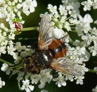 Tachina fera