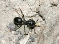 Lasius fuliginosus