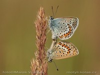 Plebeius argus - Silver-studded Blue