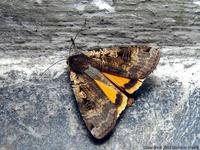 Noctua pronuba - Large Yellow Underwing