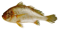 Larimus breviceps, Shorthead drum: fisheries, bait
