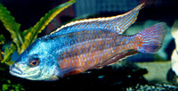 Protomelas taeniolatus, Spindle hap: aquarium