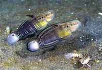 Amblygobius phalaena, Banded goby: fisheries, aquarium