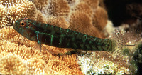 Eviota punctulata, Pepperfin pygmy goby: