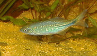 Devario devario, Sind danio: aquarium