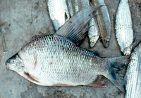 Distichodus kolleri, :