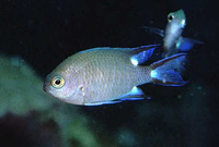 Chromis trialpha, Trispot chromis: