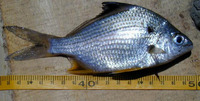 Eugerres brevimanus, Short fin mojarra: