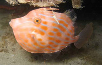 Eubalichthys mosaicus, Mosaic leatherjacket: