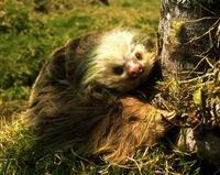 Image of: Choloepus hoffmanni (Hoffmann's two-toed sloth)