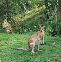 Image of: Macropus agilis (agile wallaby)