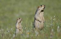 Image of: Marmota himalayana (Himalayan marmot)