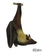 Image of: Pteropus macrotis (big-eared flying fox)