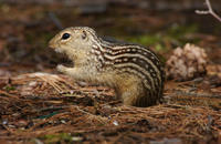 Image of: Spermophilus tridecemlineatus (thirteen-lined ground squirrel)