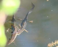 Triturus vulgaris - Smooth Newt