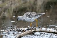 Tringa flavipes - Lesser Yellowlegs