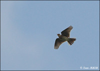 Alauda arvensis - Eurasian Skylark
