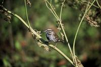 Melospiza melodia - Song Sparrow