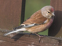 Carduelis cannabina - Eurasian Linnet