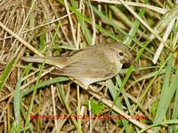 Phylloscopus collybita - Chiffchaff