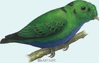 Image of: Calyptomena hosii (Hose's broadbill)