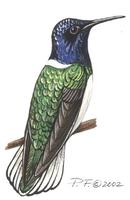 Image of: florisuga mellivora (white-necked jacobin)